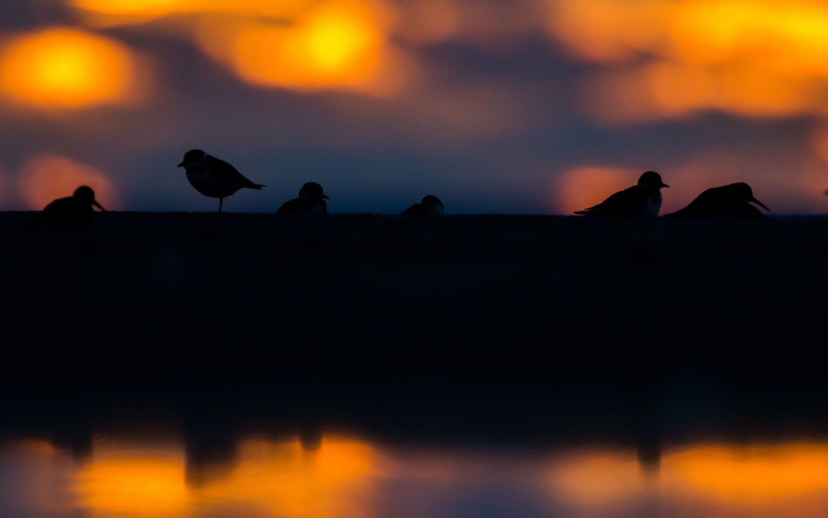 Koncz-Bisztricz Tamás