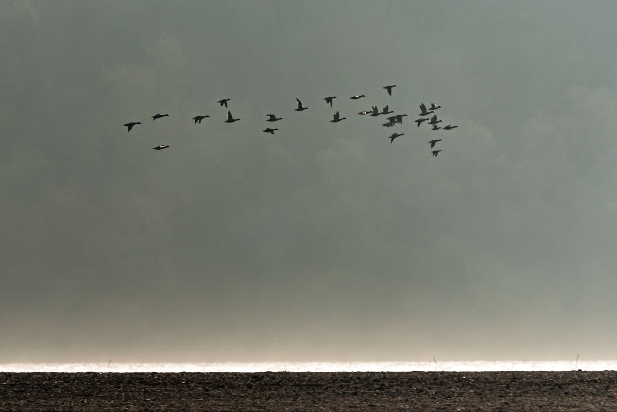 Darányiné Bakos Éva