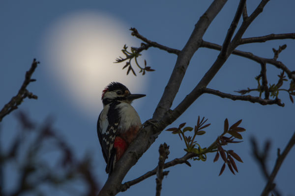 Este a vén diófán