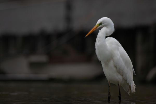 Nagy kócsag eleganciája