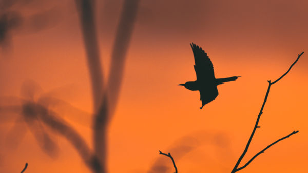 Gyurgyalag naplementében