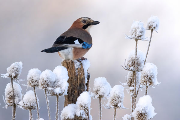 Mátyás és a hósapkák
