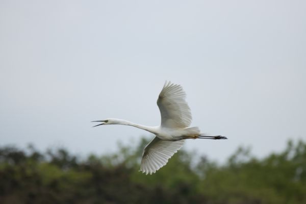 Horizontális repülés