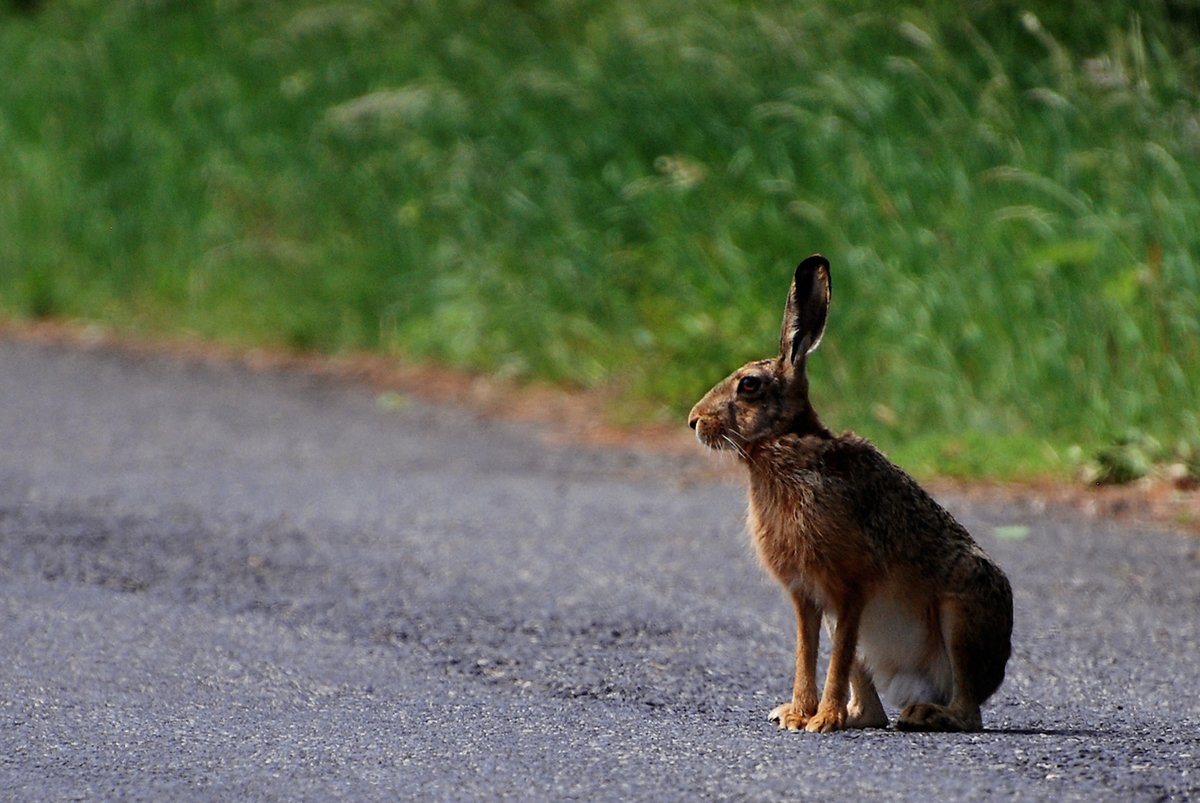 Gaál Zoltán Péter