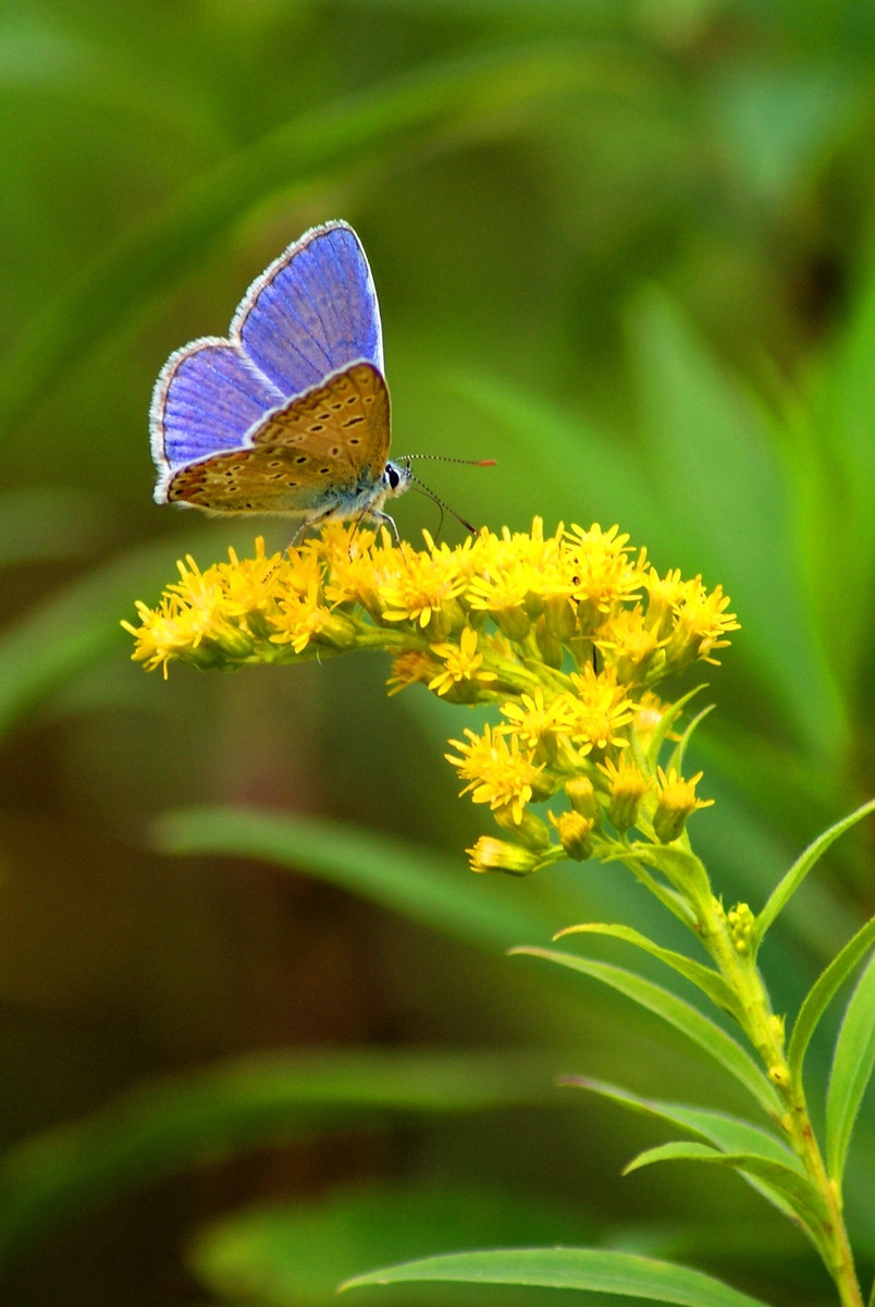 Laczkó-Magyar György