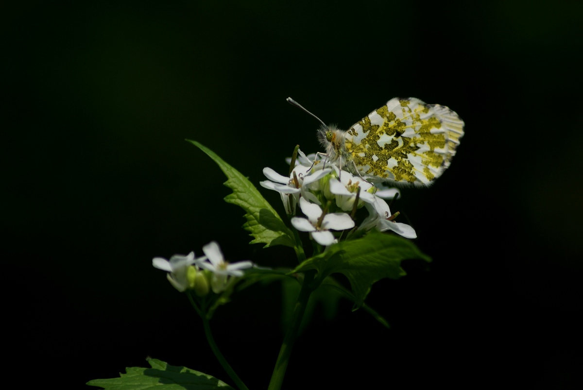 Laczkó-Magyar György