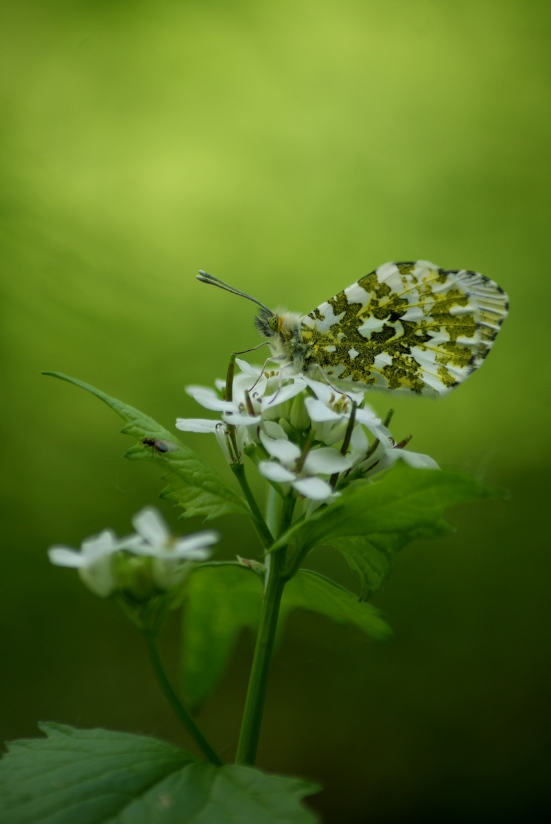 Laczkó-Magyar György
