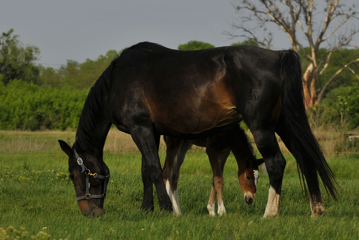 Gaál Zoltán Péter