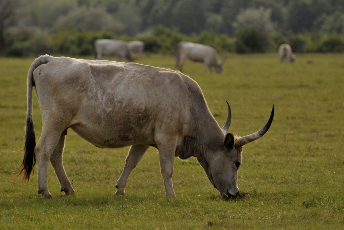 Gaál Zoltán Péter
