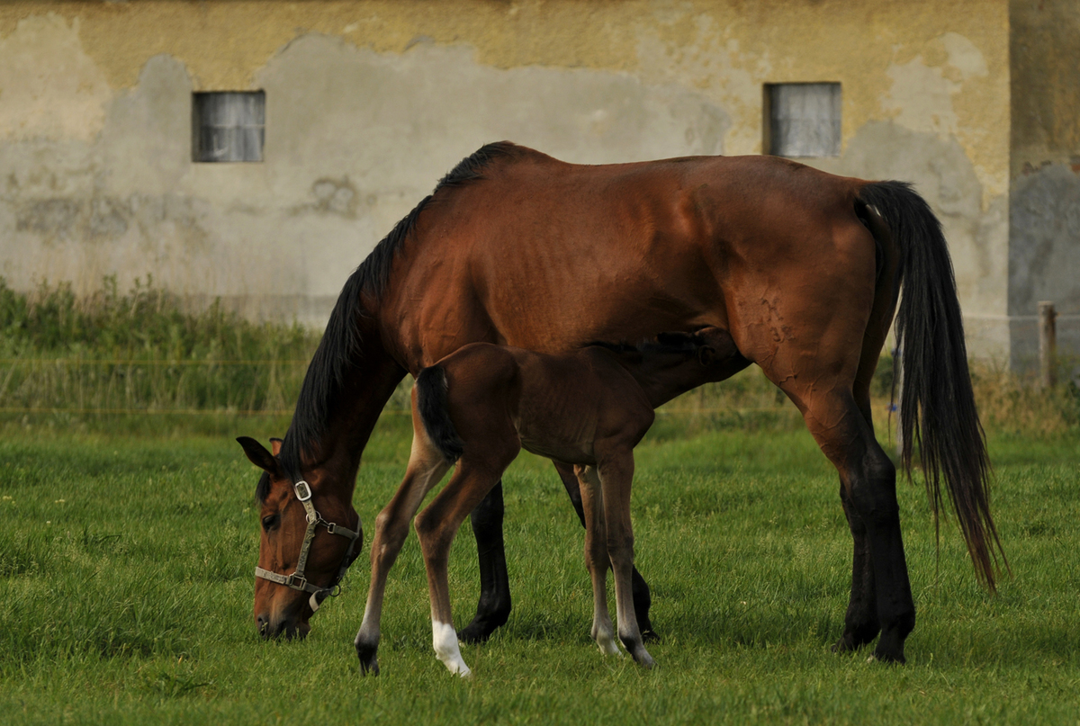 Gaál Zoltán Péter