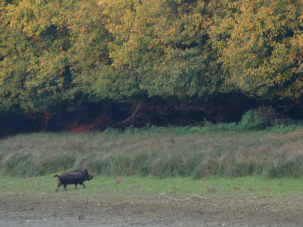 Gemenci táj vadkannal