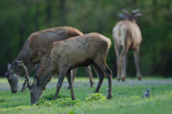 Galamb a szarvasok között