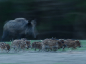 Sietős család Sietős család