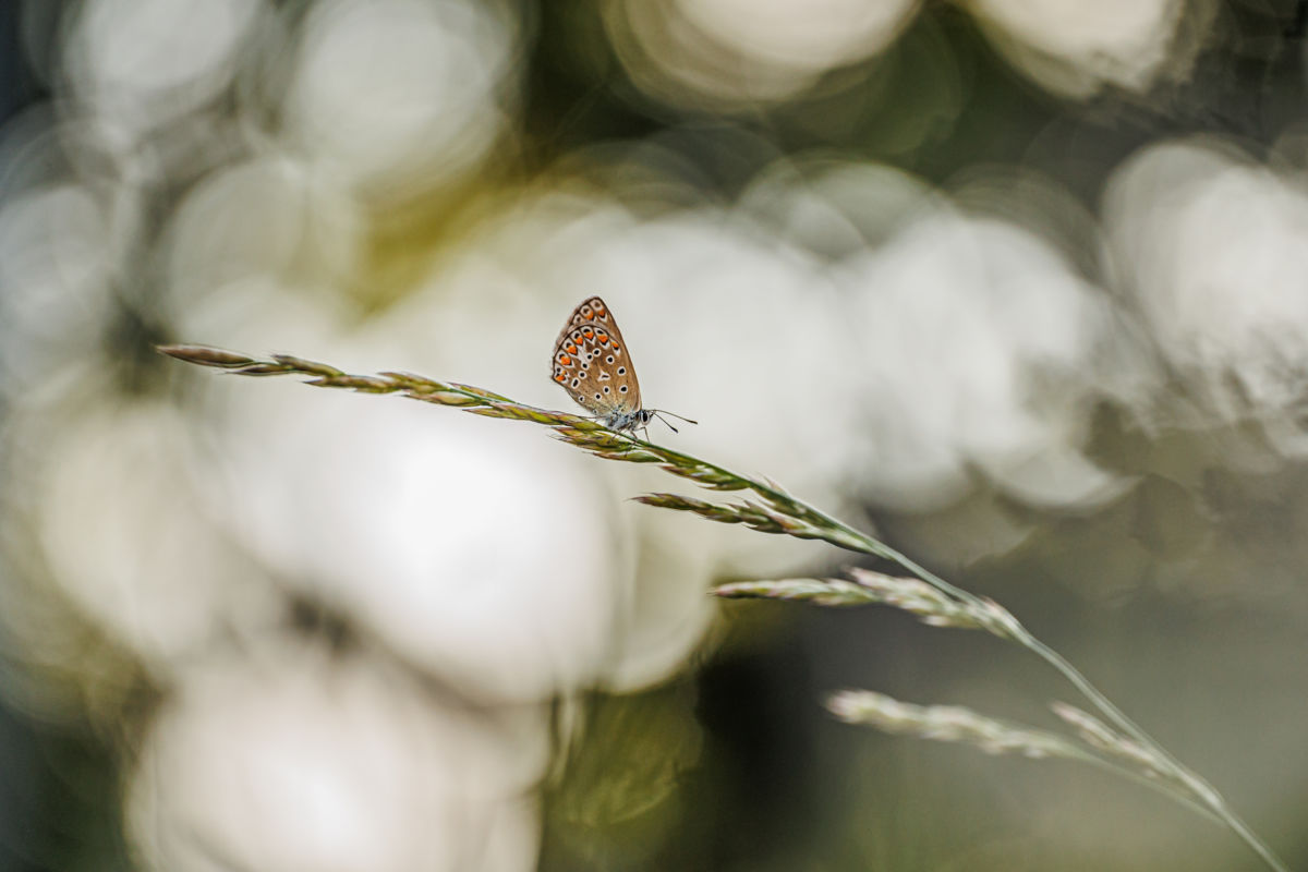 Gyenti-Kálvin Kinga