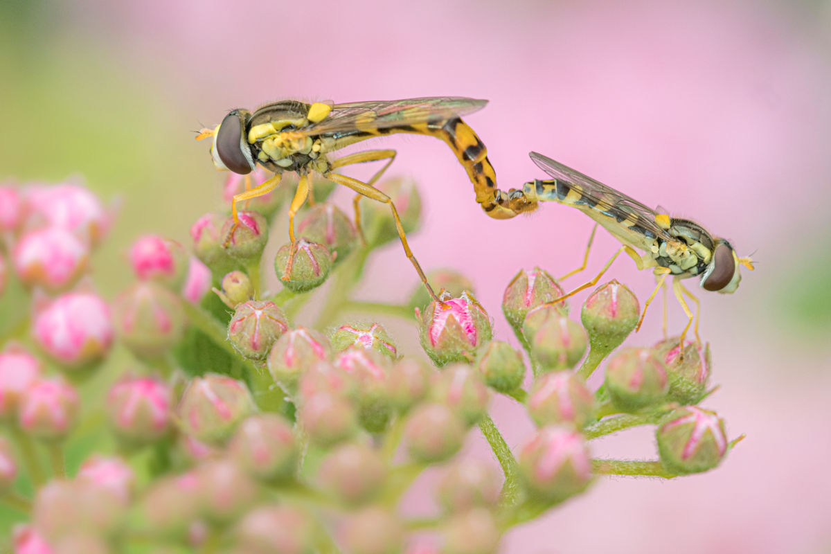 Gaál Zoltán Péter