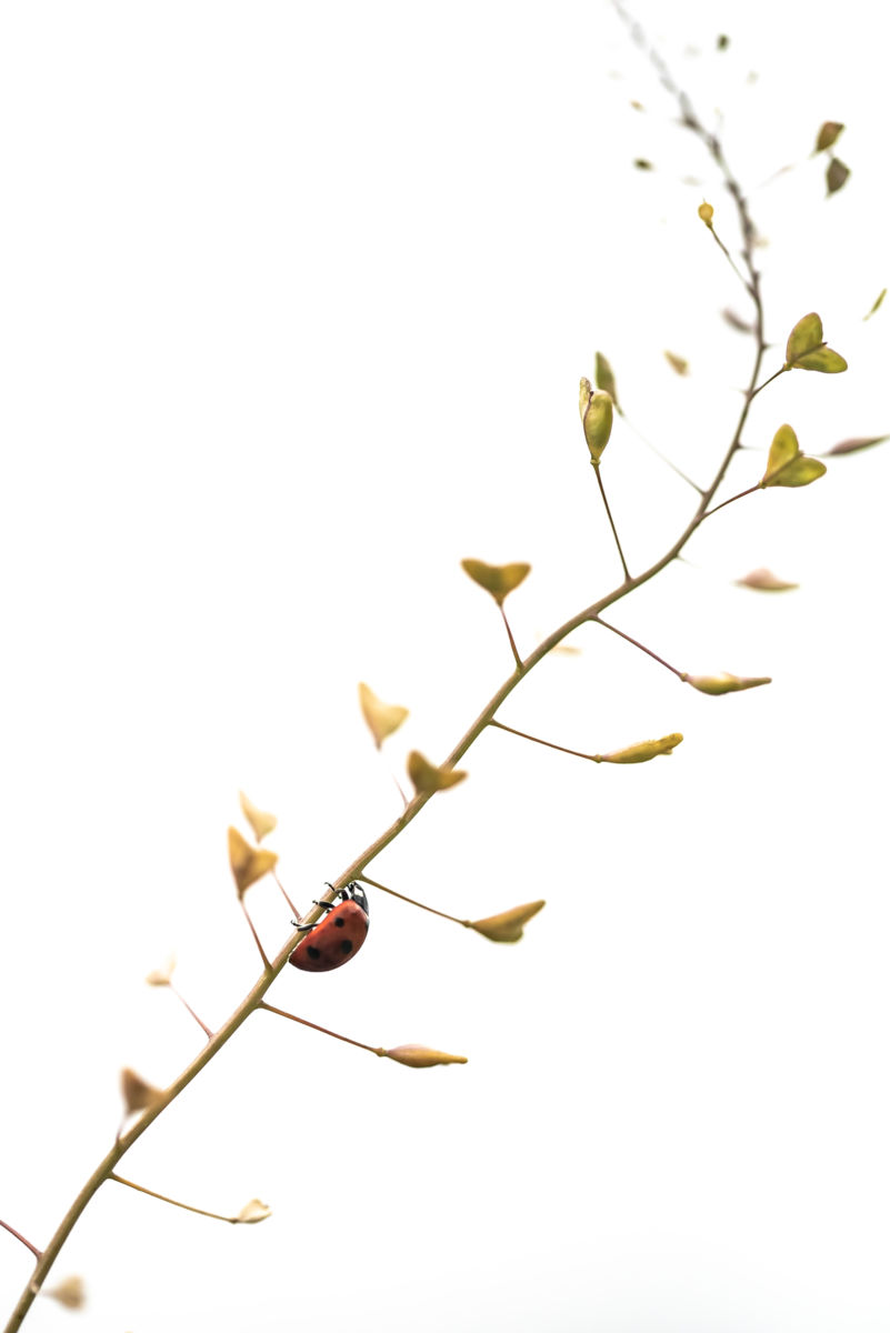 Darányiné Bakos Éva