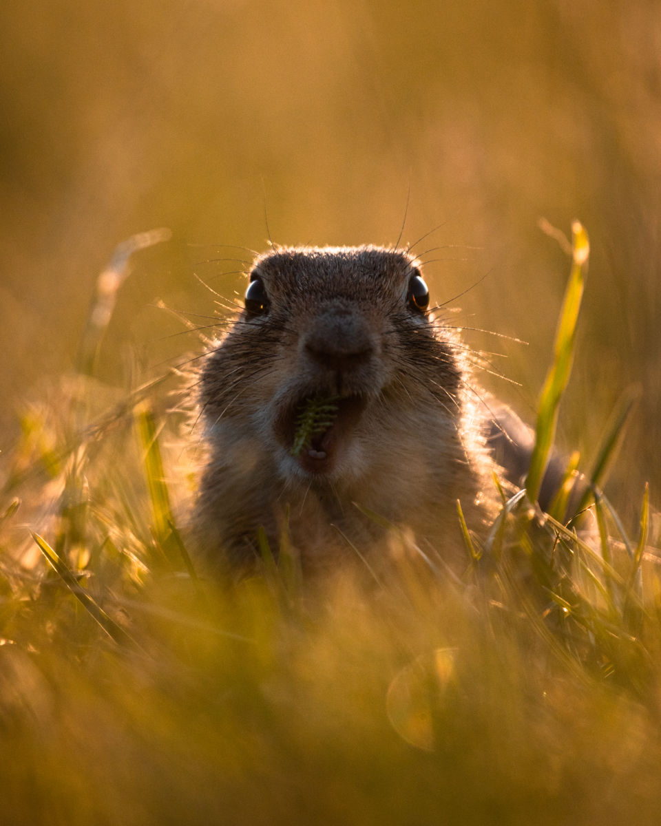 Berecz Roland Balázs 