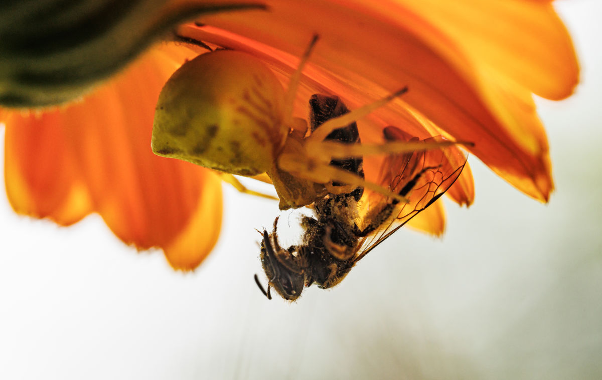 Gyenti-Kálvin Kinga