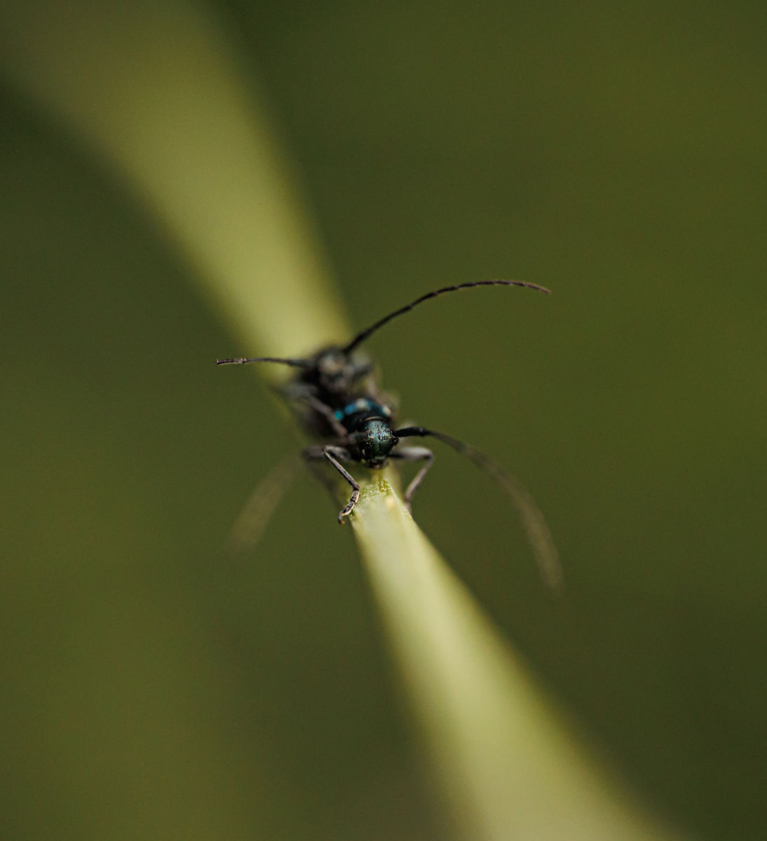 Gyenti-Kálvin Kinga