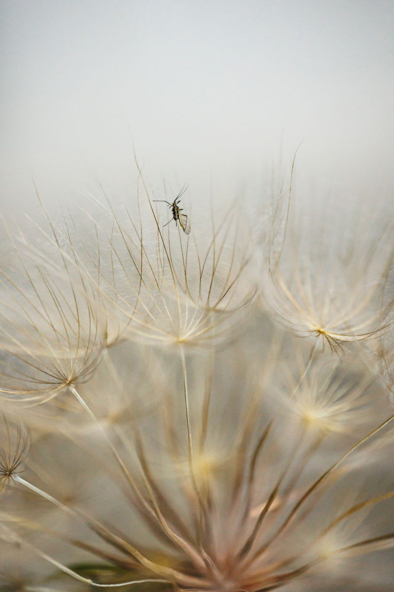 Gyenti-Kálvin Kinga