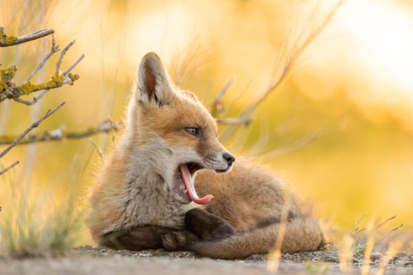 Álmos róka kölyök