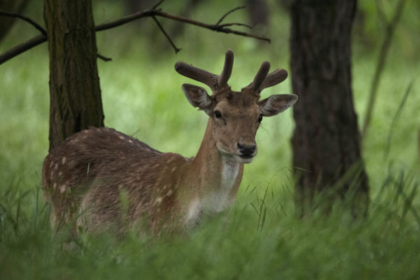 Az erdő zöld asztalánál