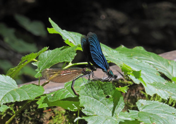 Szitakötő szerelem
