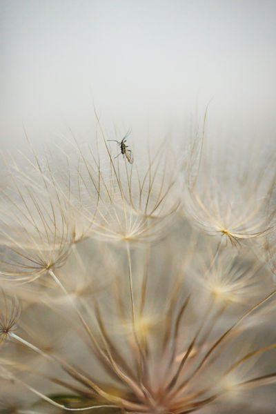 A bakszakáll lakója