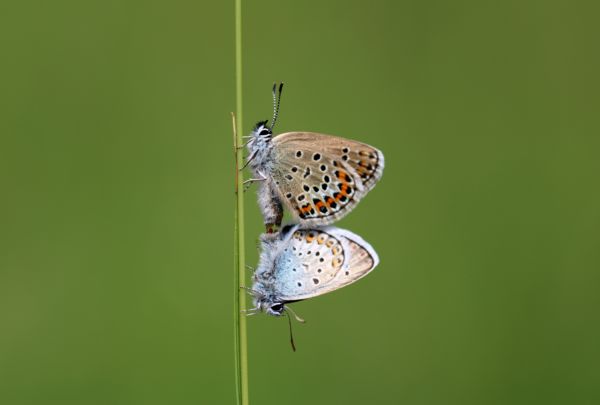 Szerelem egy fűszál