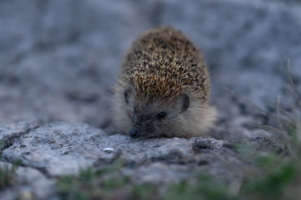 Éjszakai vadászat indul