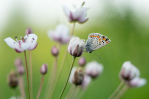 Szerencsés Szerecsen 