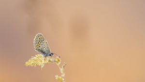 Hajnal a réten Hajnal a réten