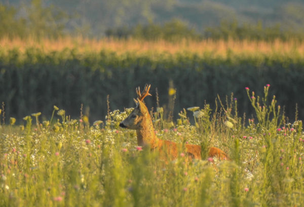 Virágok közt veled lenni
