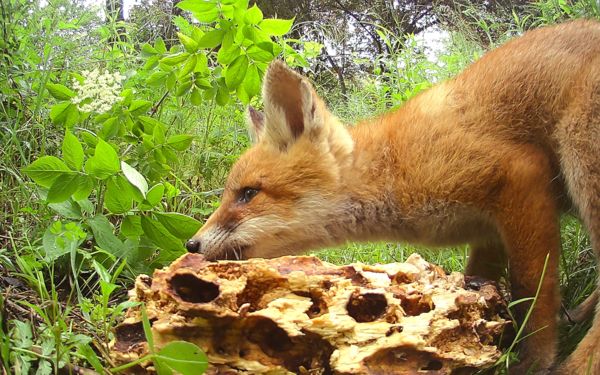 Egyedül vagyok. Kicsi vagyok. Éhes vagyok.