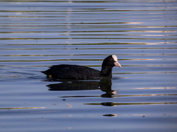 Csíkok közt-szárcsa portré