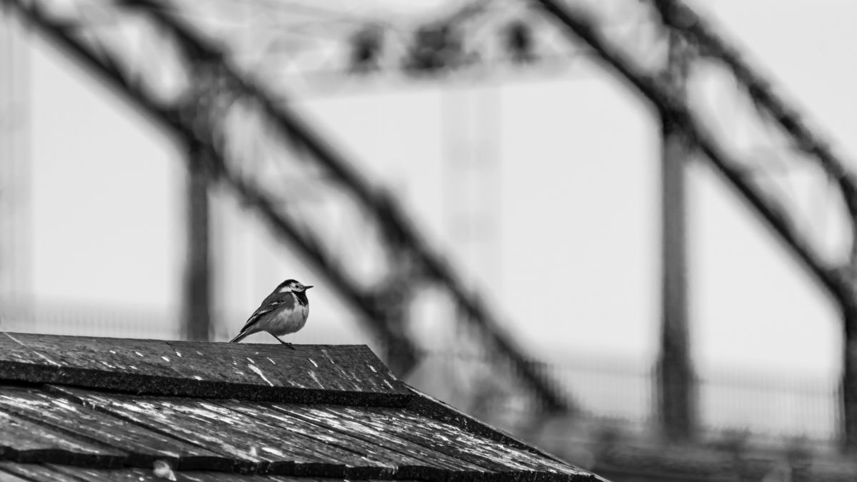 Gaál Zoltán Péter