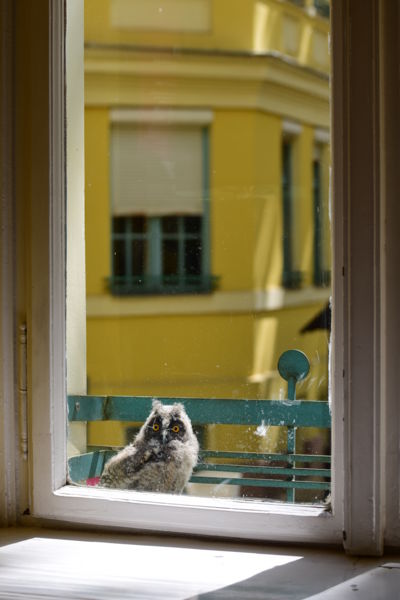 Bölcs bagoly képzés