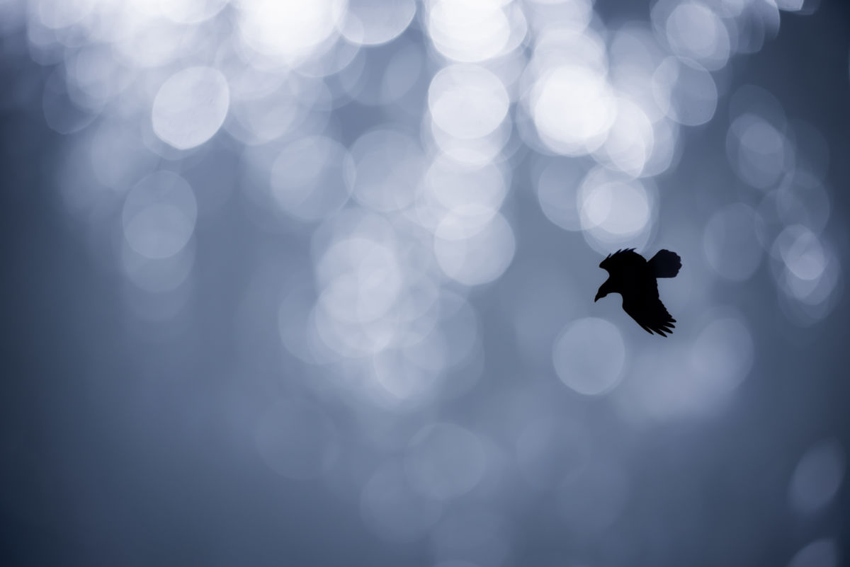 Darányiné Bakos Éva