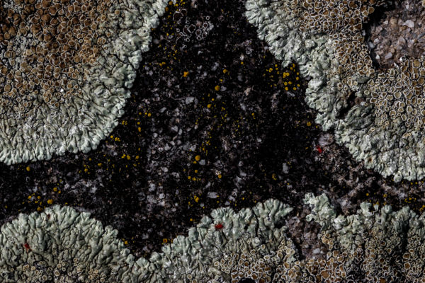 Teremtés bölcsője