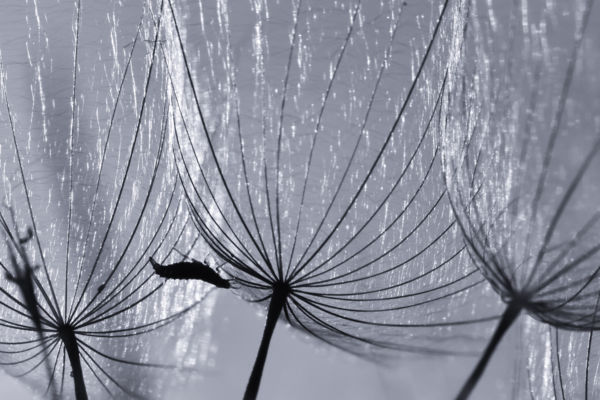 Kifordított ernyők alatt