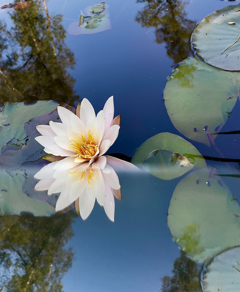 Presztolánszky Ágnes