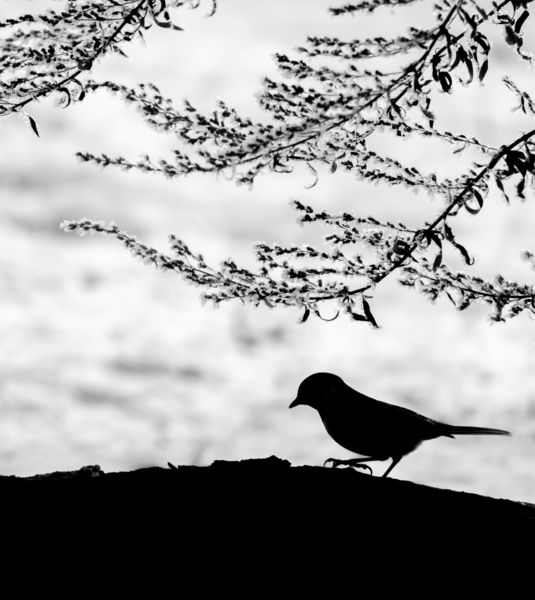 Széncinege sziluett