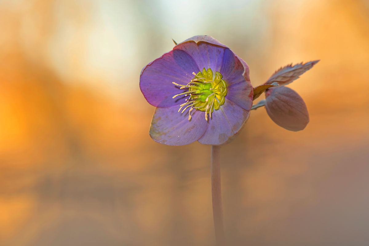 Gaál Zoltán Péter