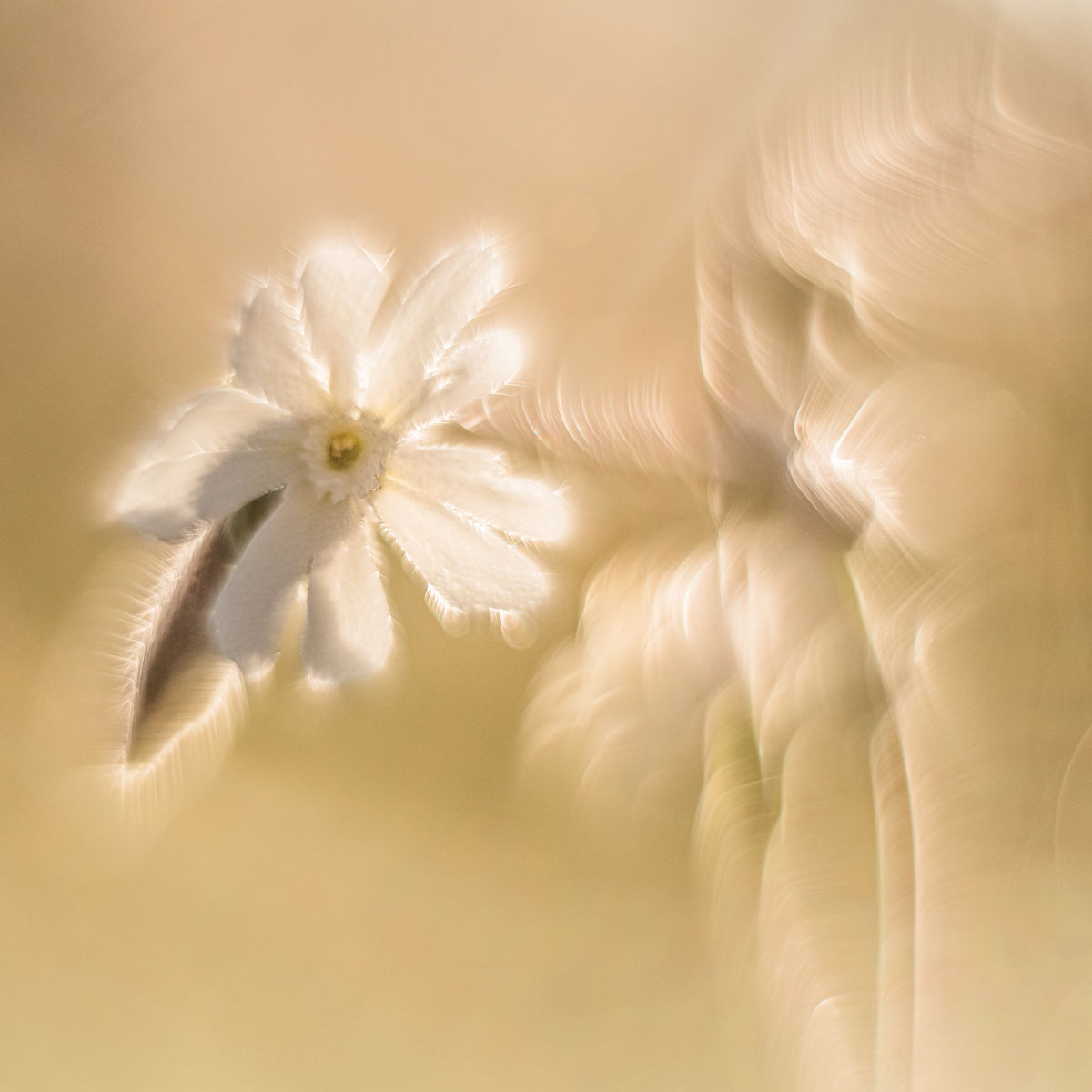 Szakolczai Krisztina