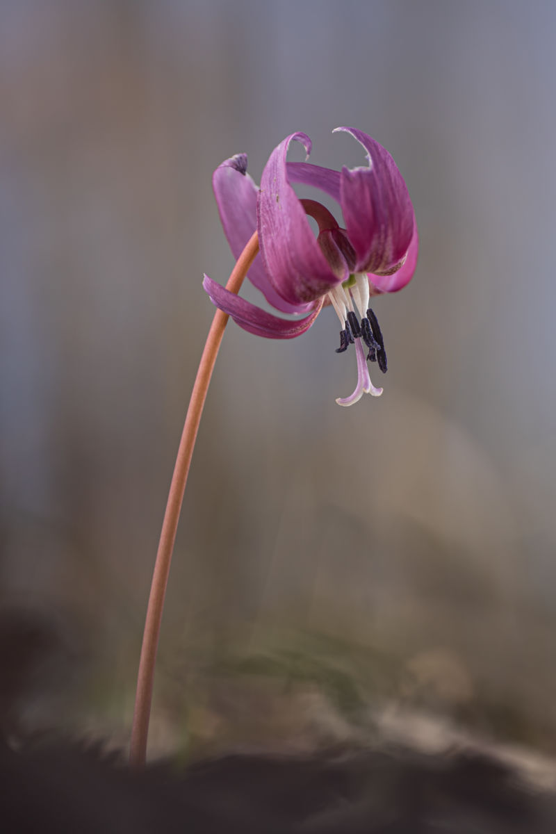 Gyenti-Kálvin Kinga