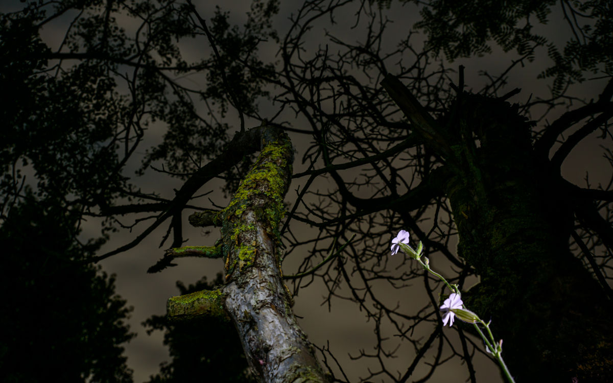 Benke Péter Valentin