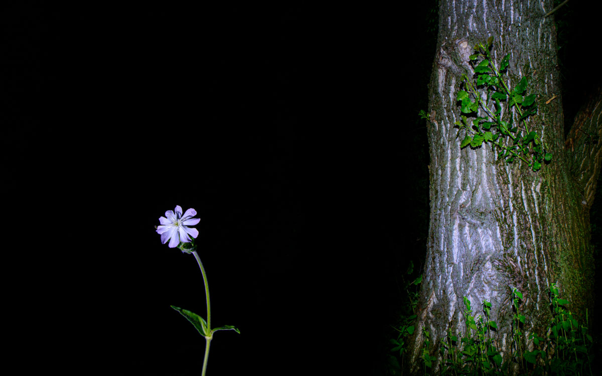 Benke Péter Valentin