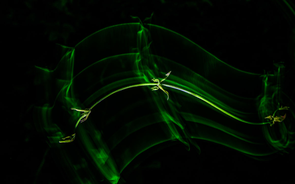 Benke Péter Valentin