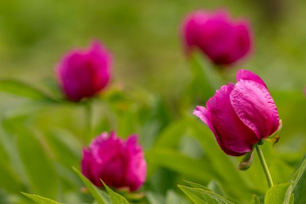 Bánáti bazsarózsák