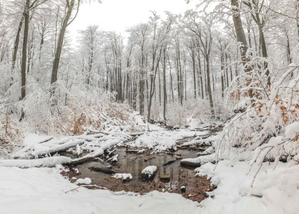 Hófehér Börzsöny